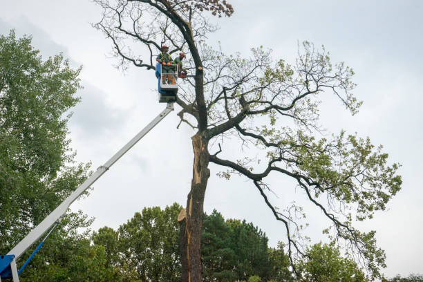 How Our Tree Care Process Works  in Bonny Doon, CA