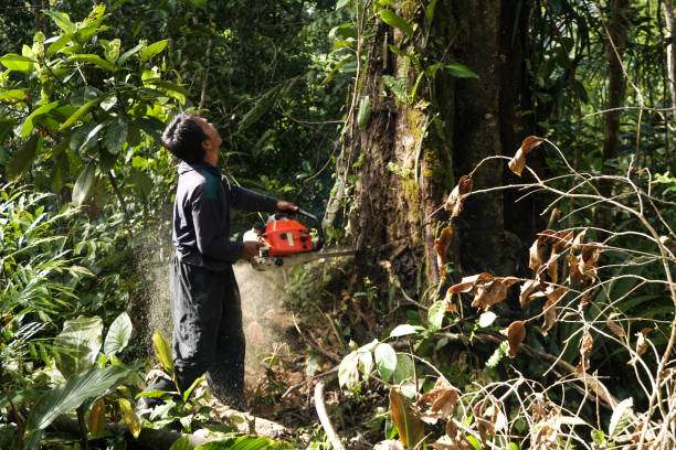 Trusted Bonny Doon, CA Tree Services Experts